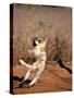 Verreaux's Sifaka, Berenty, Madagascar-Pete Oxford-Stretched Canvas