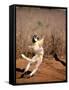 Verreaux's Sifaka, Berenty, Madagascar-Pete Oxford-Framed Stretched Canvas