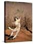 Verreaux's Sifaka, Berenty, Madagascar-Pete Oxford-Stretched Canvas