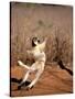 Verreaux's Sifaka, Berenty, Madagascar-Pete Oxford-Stretched Canvas