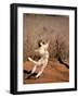 Verreaux's Sifaka, Berenty, Madagascar-Pete Oxford-Framed Photographic Print