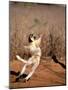 Verreaux's Sifaka, Berenty, Madagascar-Pete Oxford-Mounted Photographic Print