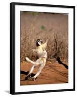 Verreaux's Sifaka, Berenty, Madagascar-Pete Oxford-Framed Photographic Print