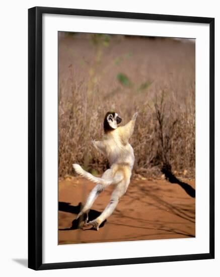 Verreaux's Sifaka, Berenty, Madagascar-Pete Oxford-Framed Photographic Print