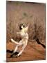 Verreaux's Sifaka, Berenty, Madagascar-Pete Oxford-Mounted Photographic Print