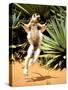 Verreaux's Sifaka, Berenty, Madagascar-Pete Oxford-Stretched Canvas