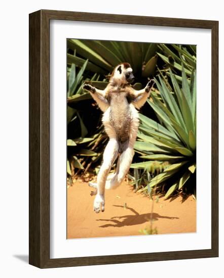 Verreaux's Sifaka, Berenty, Madagascar-Pete Oxford-Framed Photographic Print