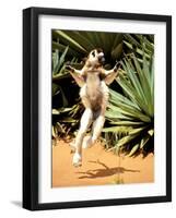 Verreaux's Sifaka, Berenty, Madagascar-Pete Oxford-Framed Photographic Print