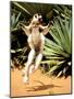 Verreaux's Sifaka, Berenty, Madagascar-Pete Oxford-Mounted Photographic Print