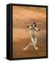 Verreaux's Sifaka 'Dancing', Berenty Private Reserve, South Madagascar-Inaki Relanzon-Framed Stretched Canvas