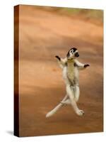 Verreaux's Sifaka 'Dancing', Berenty Private Reserve, South Madagascar-Inaki Relanzon-Stretched Canvas
