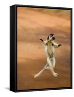 Verreaux's Sifaka 'Dancing', Berenty Private Reserve, South Madagascar-Inaki Relanzon-Framed Stretched Canvas