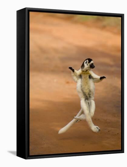 Verreaux's Sifaka 'Dancing', Berenty Private Reserve, South Madagascar-Inaki Relanzon-Framed Stretched Canvas