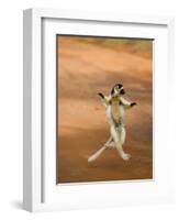 Verreaux's Sifaka 'Dancing', Berenty Private Reserve, South Madagascar-Inaki Relanzon-Framed Photographic Print