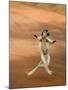 Verreaux's Sifaka 'Dancing', Berenty Private Reserve, South Madagascar-Inaki Relanzon-Mounted Photographic Print