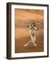 Verreaux's Sifaka 'Dancing', Berenty Private Reserve, South Madagascar-Inaki Relanzon-Framed Photographic Print