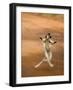 Verreaux's Sifaka 'Dancing', Berenty Private Reserve, South Madagascar-Inaki Relanzon-Framed Photographic Print