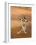 Verreaux's Sifaka 'Dancing', Berenty Private Reserve, South Madagascar-Inaki Relanzon-Framed Photographic Print