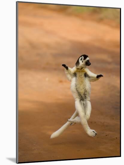 Verreaux's Sifaka 'Dancing', Berenty Private Reserve, South Madagascar-Inaki Relanzon-Mounted Photographic Print