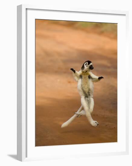 Verreaux's Sifaka 'Dancing', Berenty Private Reserve, South Madagascar-Inaki Relanzon-Framed Photographic Print