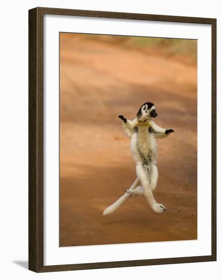 Verreaux's Sifaka 'Dancing', Berenty Private Reserve, South Madagascar-Inaki Relanzon-Framed Photographic Print