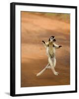 Verreaux's Sifaka 'Dancing', Berenty Private Reserve, South Madagascar-Inaki Relanzon-Framed Photographic Print