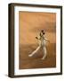 Verreaux's Sifaka 'Dancing', Berenty Private Reserve, South Madagascar-Inaki Relanzon-Framed Photographic Print