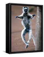 Verreaux's Sifaka Dancing in a Field, Berenty, Madagascar-null-Framed Stretched Canvas