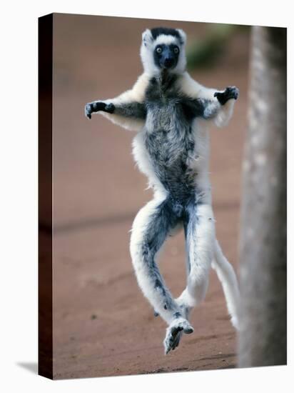 Verreaux's Sifaka Dancing in a Field, Berenty, Madagascar-null-Stretched Canvas
