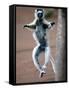 Verreaux's Sifaka Dancing in a Field, Berenty, Madagascar-null-Framed Stretched Canvas