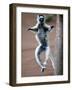 Verreaux's Sifaka Dancing in a Field, Berenty, Madagascar-null-Framed Photographic Print