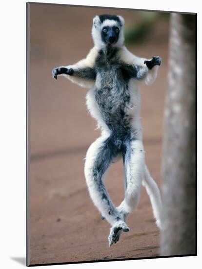 Verreaux's Sifaka Dancing in a Field, Berenty, Madagascar-null-Mounted Photographic Print