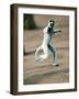 Verreaux's Sifaka Dancing in a Field, Berenty, Madagascar-null-Framed Photographic Print