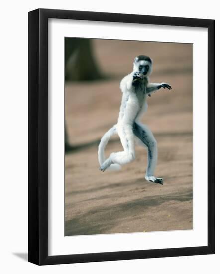 Verreaux's Sifaka Dancing in a Field, Berenty, Madagascar-null-Framed Photographic Print