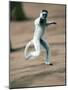 Verreaux's Sifaka Dancing in a Field, Berenty, Madagascar-null-Mounted Photographic Print