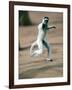 Verreaux's Sifaka Dancing in a Field, Berenty, Madagascar-null-Framed Photographic Print