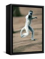 Verreaux's Sifaka Dancing in a Field, Berenty, Madagascar-null-Framed Stretched Canvas