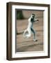 Verreaux's Sifaka Dancing in a Field, Berenty, Madagascar-null-Framed Photographic Print