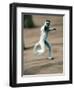 Verreaux's Sifaka Dancing in a Field, Berenty, Madagascar-null-Framed Photographic Print