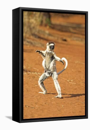 Verreaux's Sifaka, in Karate Pose, with Young-null-Framed Stretched Canvas