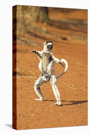 Verreaux's Sifaka, in Karate Pose, with Young-null-Stretched Canvas