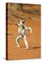 Verreaux's Sifaka, in Karate Pose, with Young-null-Stretched Canvas