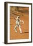 Verreaux's Sifaka, in Karate Pose, with Young-null-Framed Premium Photographic Print