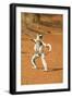 Verreaux's Sifaka, in Karate Pose, with Young-null-Framed Premium Photographic Print