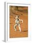 Verreaux's Sifaka, in Karate Pose, with Young-null-Framed Premium Photographic Print