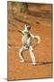 Verreaux's Sifaka, in Karate Pose, with Young-null-Mounted Premium Photographic Print