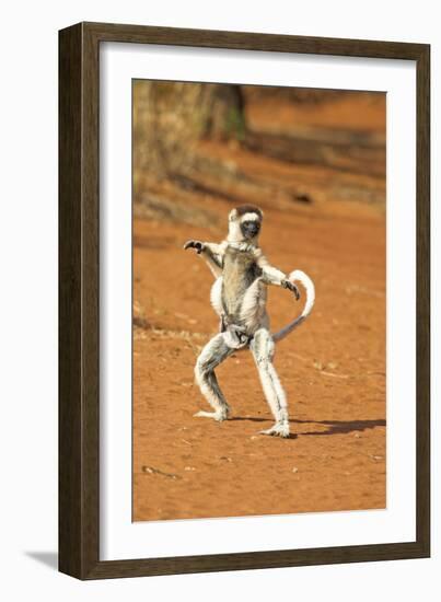 Verreaux's Sifaka, in Karate Pose, with Young-null-Framed Photographic Print