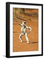 Verreaux's Sifaka, in Karate Pose, with Young-null-Framed Photographic Print