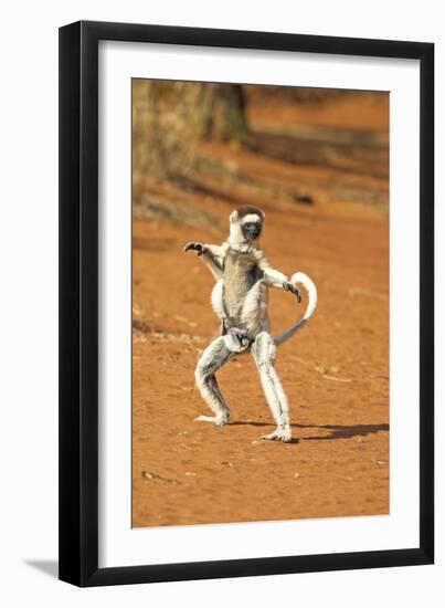 Verreaux's Sifaka, in Karate Pose, with Young-null-Framed Photographic Print