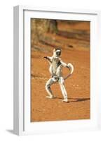 Verreaux's Sifaka, in Karate Pose, with Young-null-Framed Photographic Print